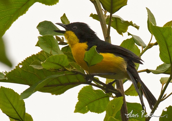 Yellow-breasted Boubou